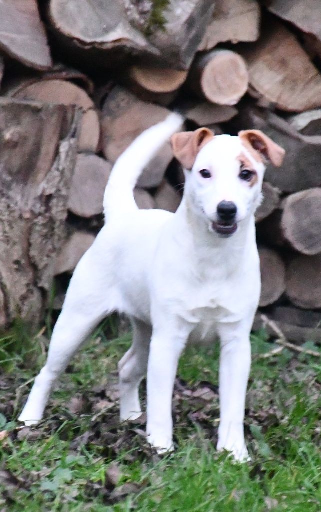 du pont du riot d'Esnes - Chiot disponible  - Jack Russell Terrier