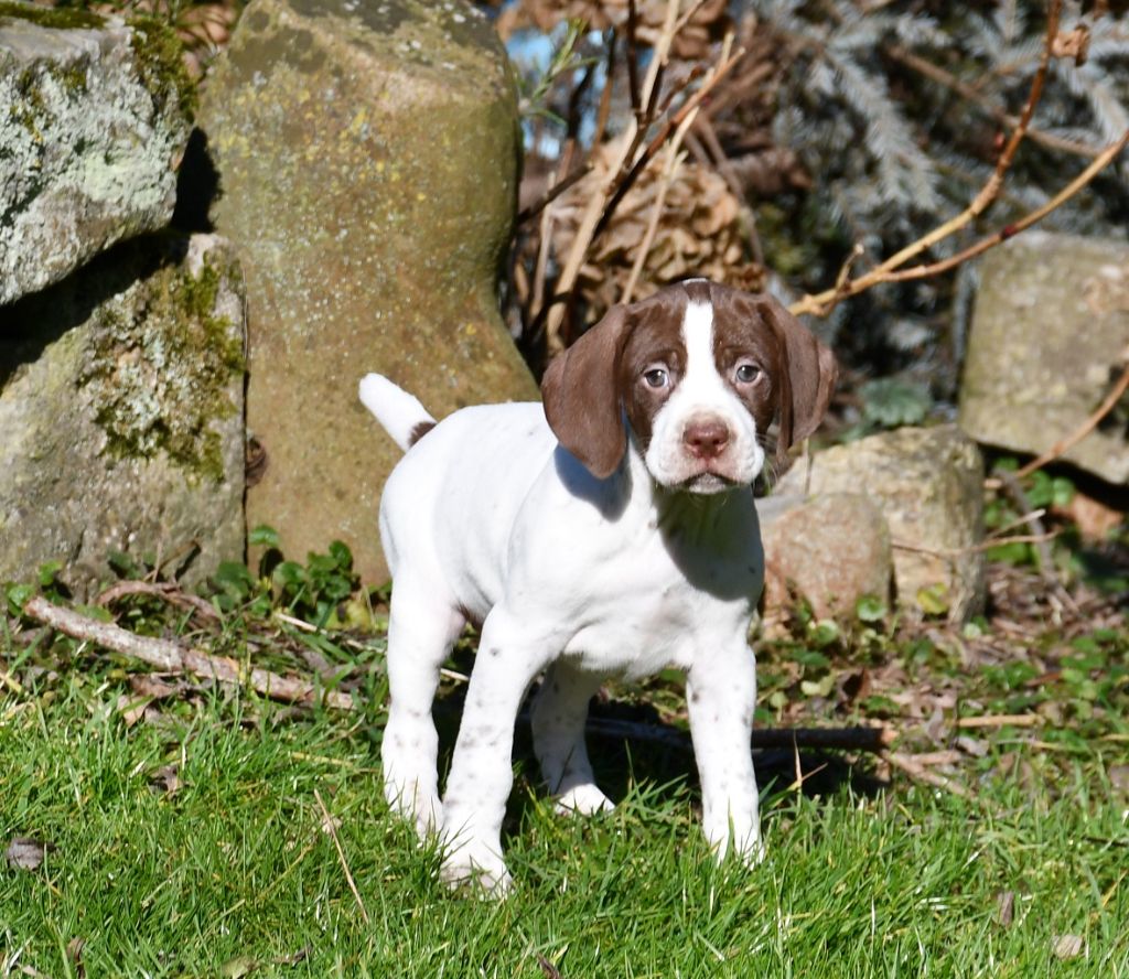 du pont du riot d'Esnes - Chiot disponible  - Braque français, type Pyrenees (petite taille)