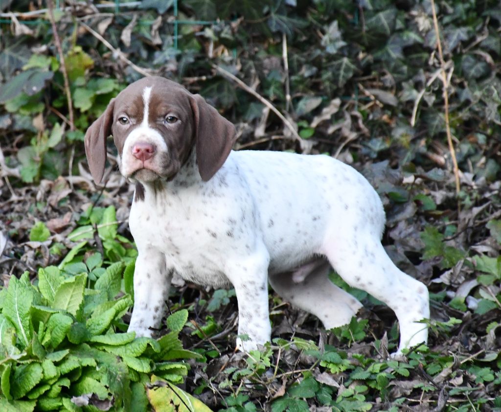 du pont du riot d'Esnes - Chiot disponible  - Braque français, type Pyrenees (petite taille)