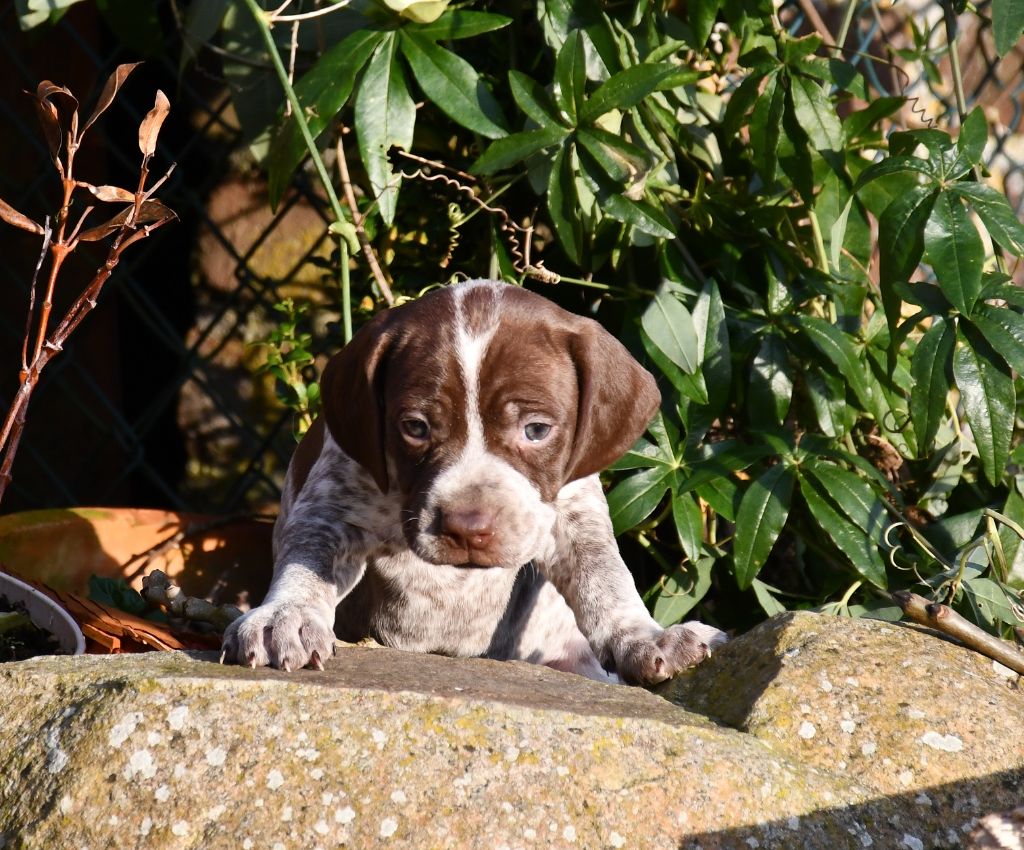 du pont du riot d'Esnes - Chiot disponible  - Braque français, type Pyrenees (petite taille)