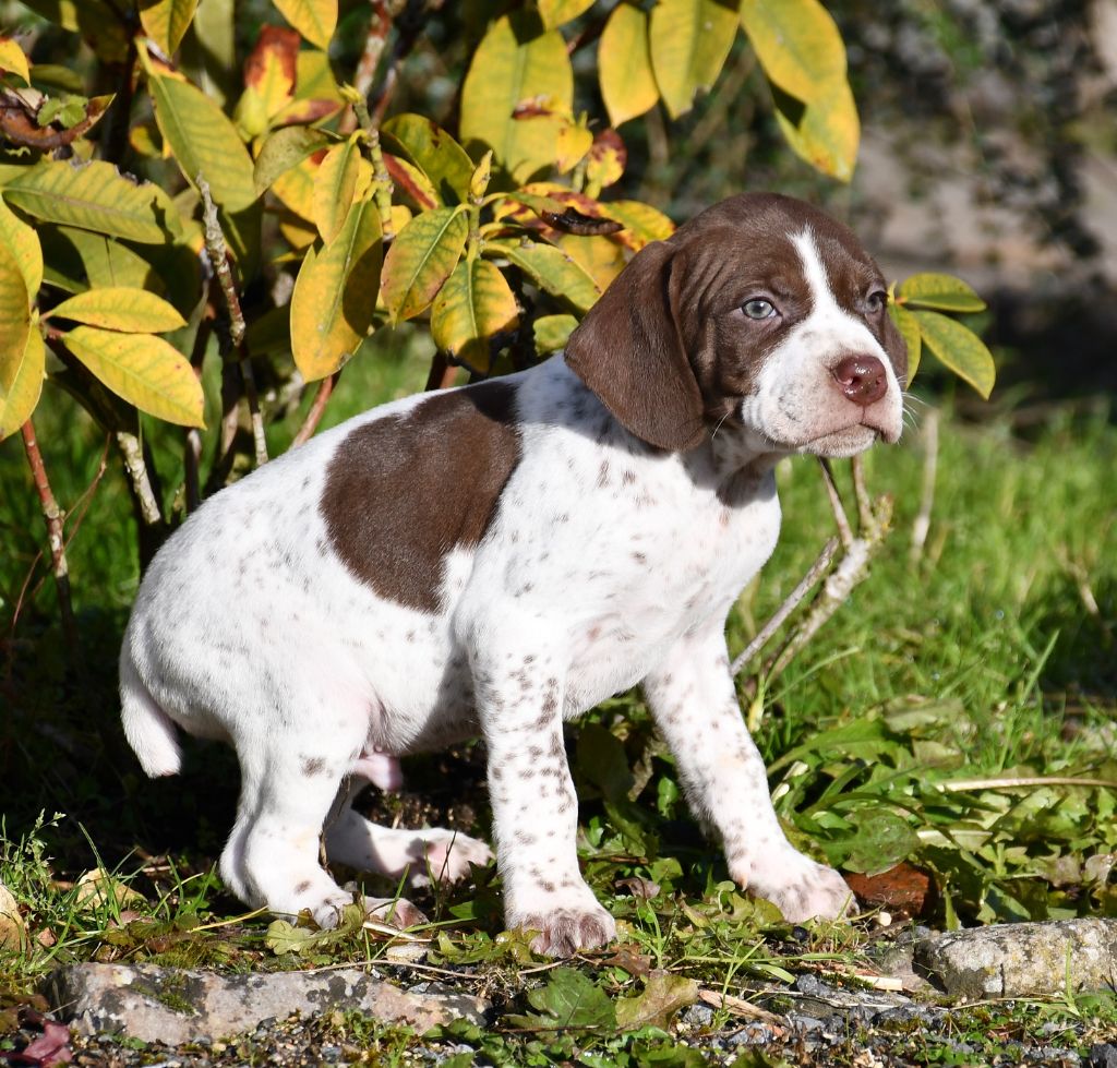 du pont du riot d'Esnes - Chiot disponible  - Braque français, type Pyrenees (petite taille)