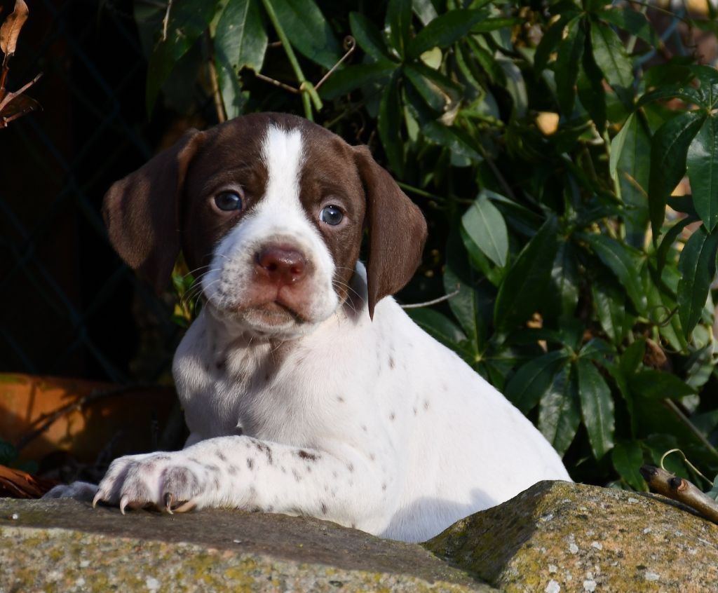 du pont du riot d'Esnes - Chiot disponible  - Braque français, type Pyrenees (petite taille)