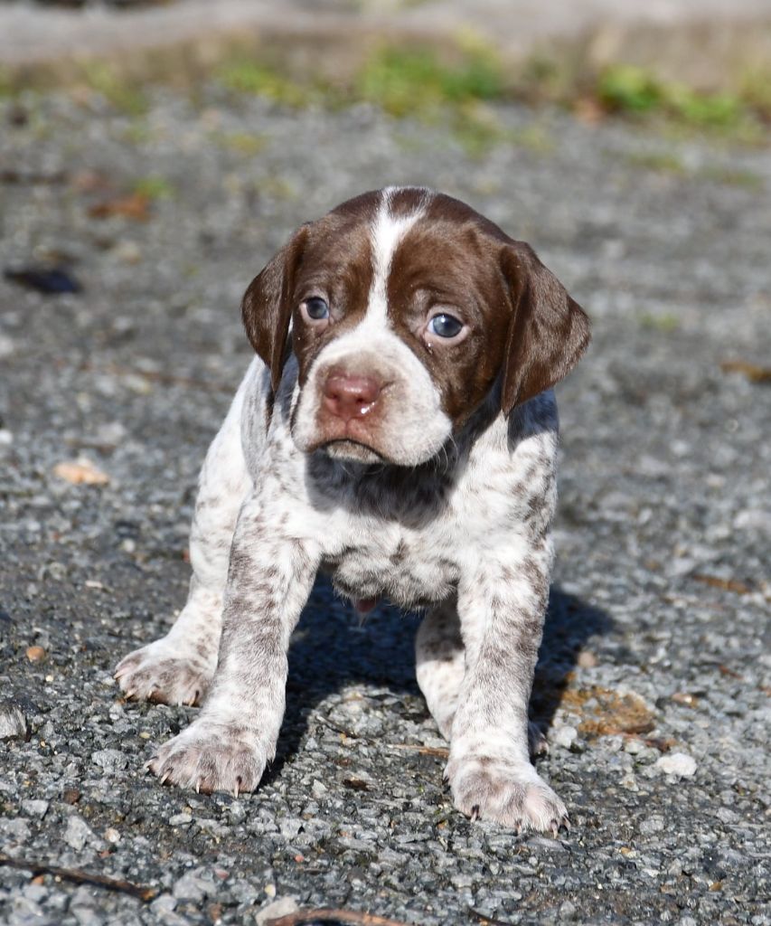 du pont du riot d'Esnes - Chiot disponible  - Braque français, type Pyrenees (petite taille)