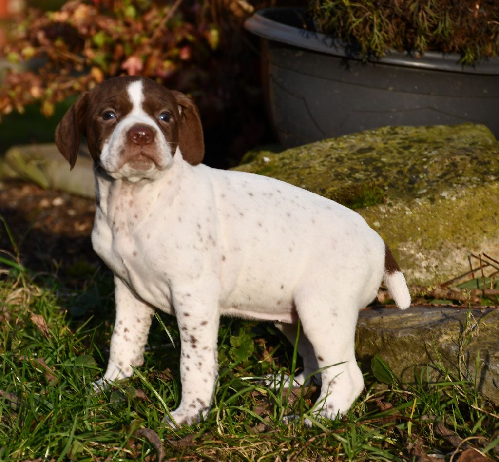 du pont du riot d'Esnes - Chiot disponible  - Braque français, type Pyrenees (petite taille)