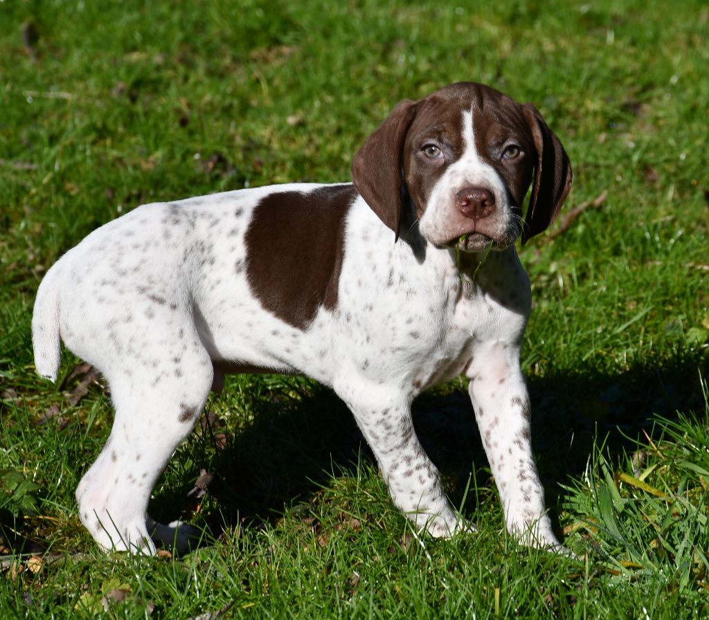 du pont du riot d'Esnes - Chiot disponible  - Braque français, type Pyrenees (petite taille)