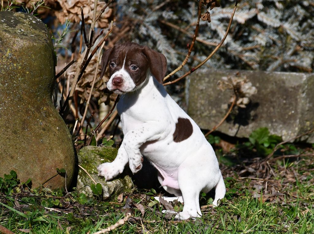 du pont du riot d'Esnes - Chiot disponible  - Braque français, type Pyrenees (petite taille)