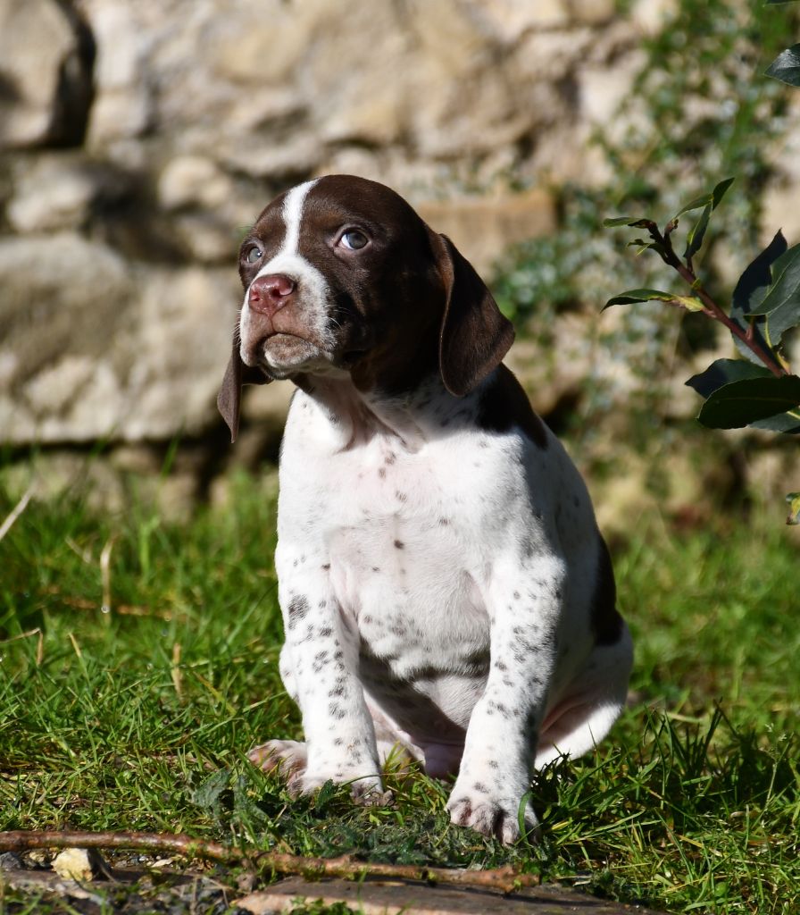 du pont du riot d'Esnes - Chiot disponible  - Braque français, type Pyrenees (petite taille)