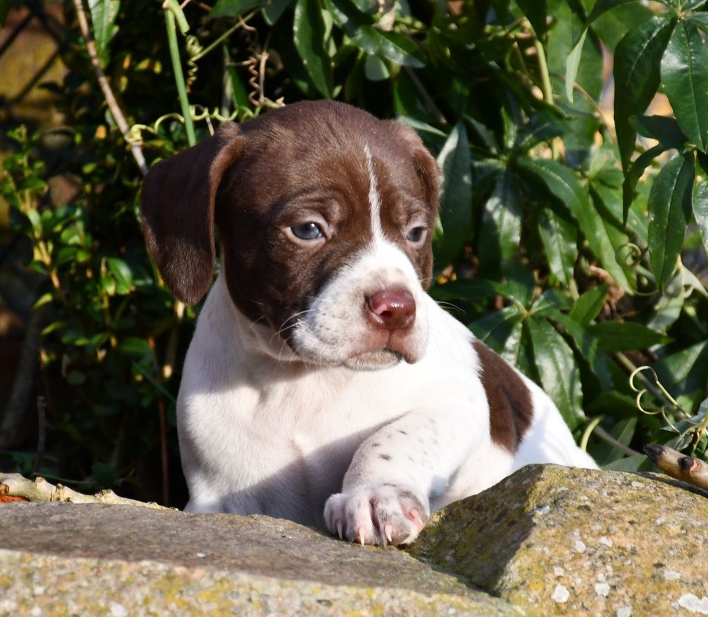 du pont du riot d'Esnes - Chiot disponible  - Braque français, type Pyrenees (petite taille)