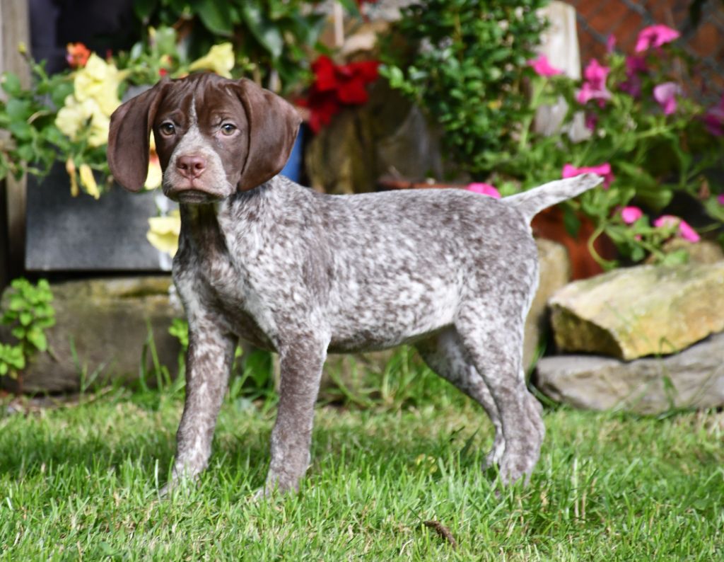 du pont du riot d'Esnes - Chiot disponible  - Braque français, type Pyrenees (petite taille)