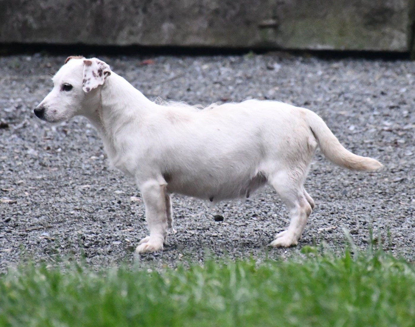 Tzarine du pont du riot d'Esnes