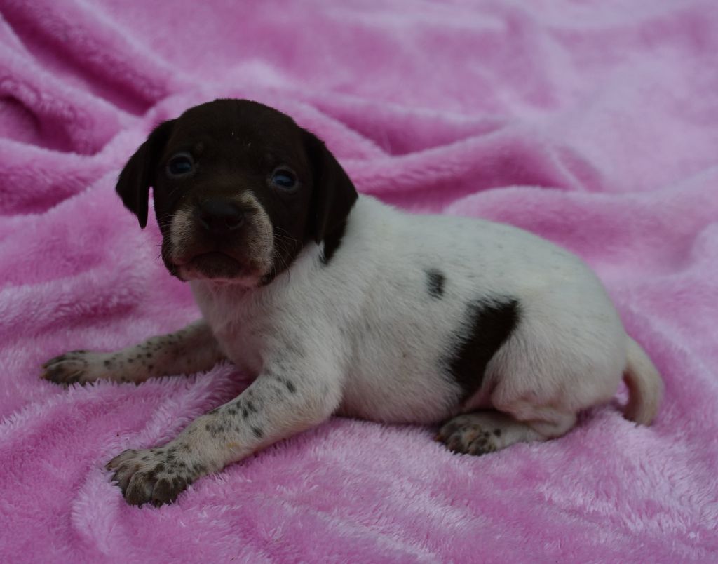 du pont du riot d'Esnes - Chiots disponibles - Braque français, type Pyrenees (petite taille)