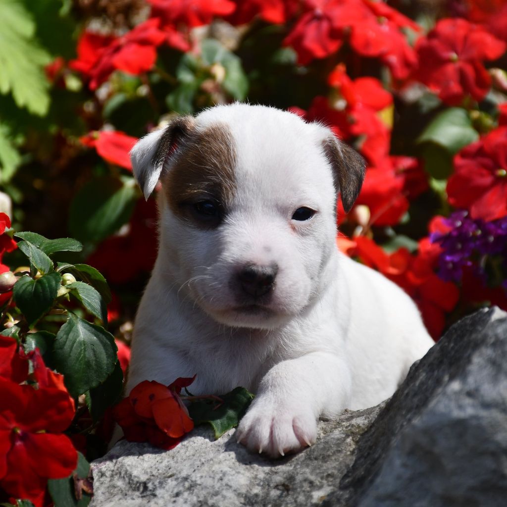 du pont du riot d'Esnes - Chiots disponibles - Parson Russell Terrier