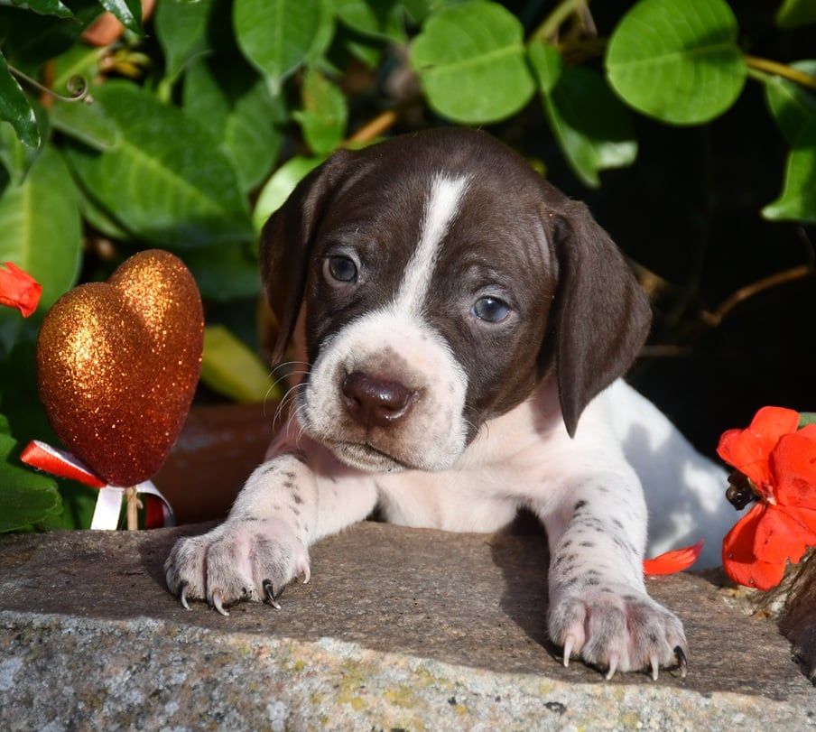 du pont du riot d'Esnes - Chiots disponibles - Braque français, type Pyrenees (petite taille)