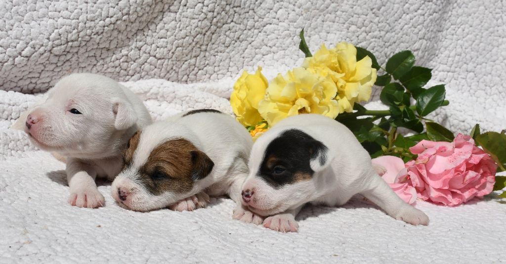 Chiot Parson Russell Terrier du pont du riot d'Esnes