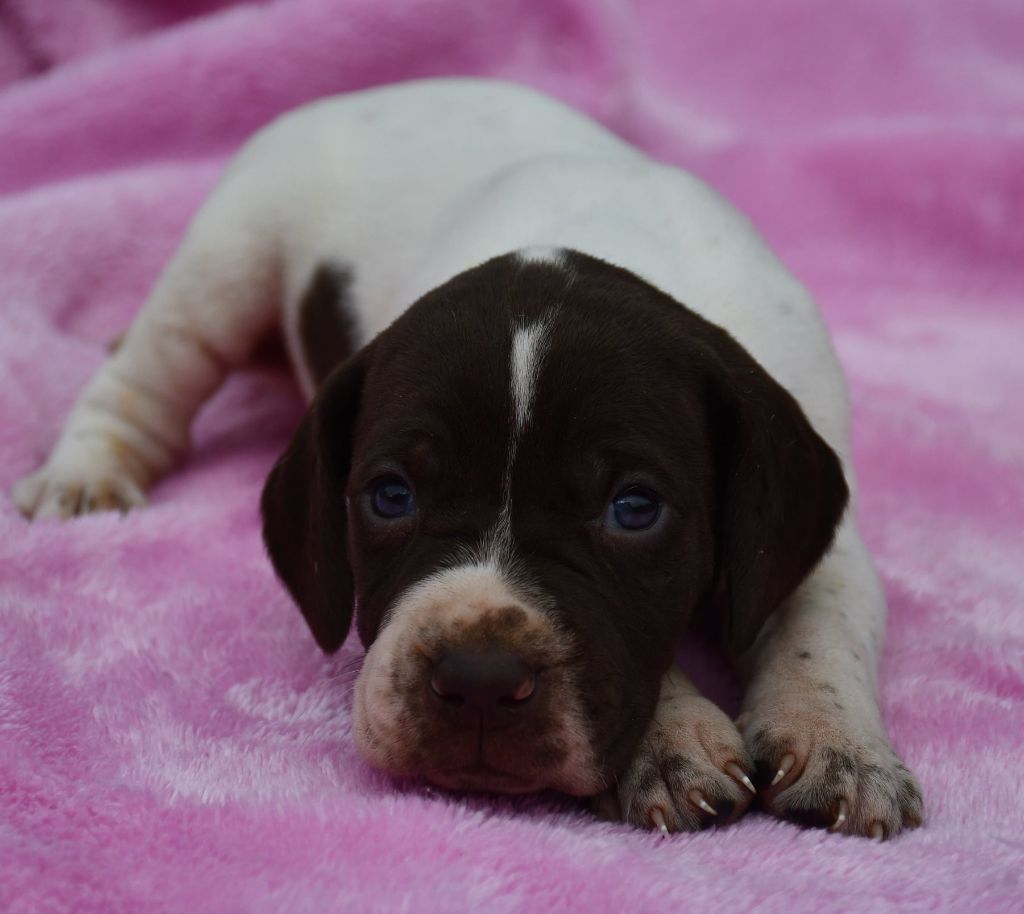 du pont du riot d'Esnes - Chiots disponibles - Braque français, type Pyrenees (petite taille)
