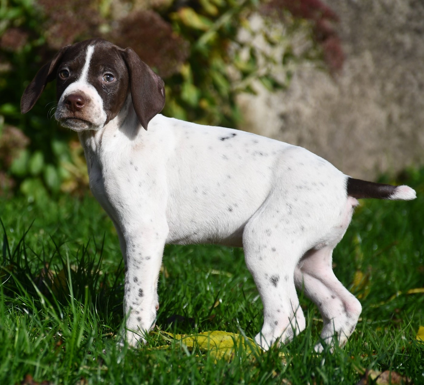 du pont du riot d'Esnes - Chiots disponibles - Braque français, type Pyrenees (petite taille)