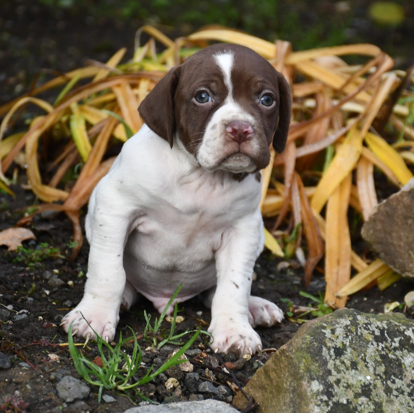 du pont du riot d'Esnes - Chiots disponibles - Braque français, type Pyrenees (petite taille)