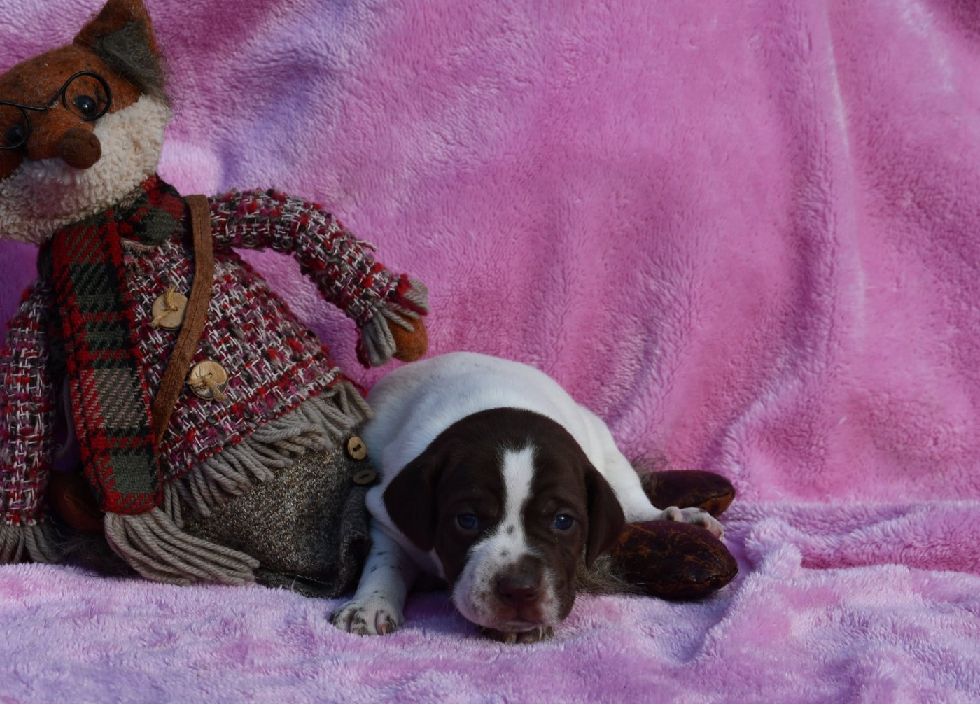 du pont du riot d'Esnes - Chiots disponibles - Braque français, type Pyrenees (petite taille)