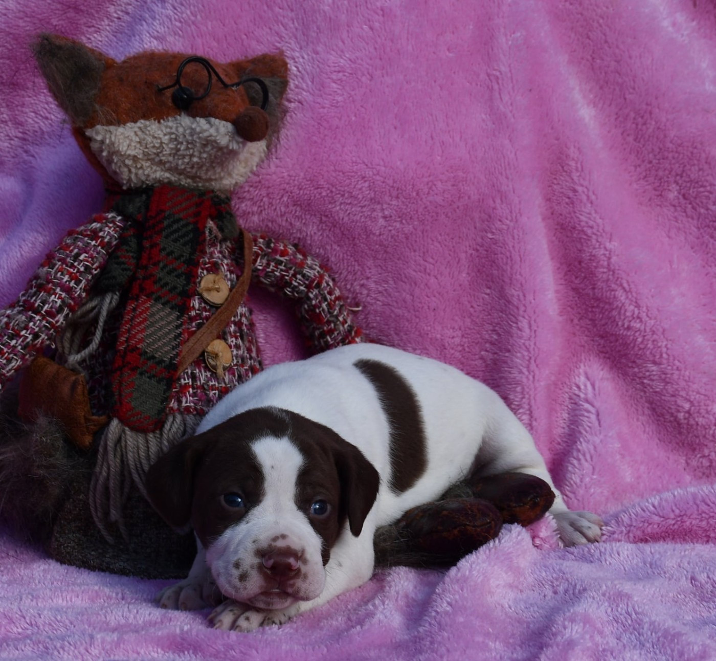 du pont du riot d'Esnes - Chiots disponibles - Braque français, type Pyrenees (petite taille)