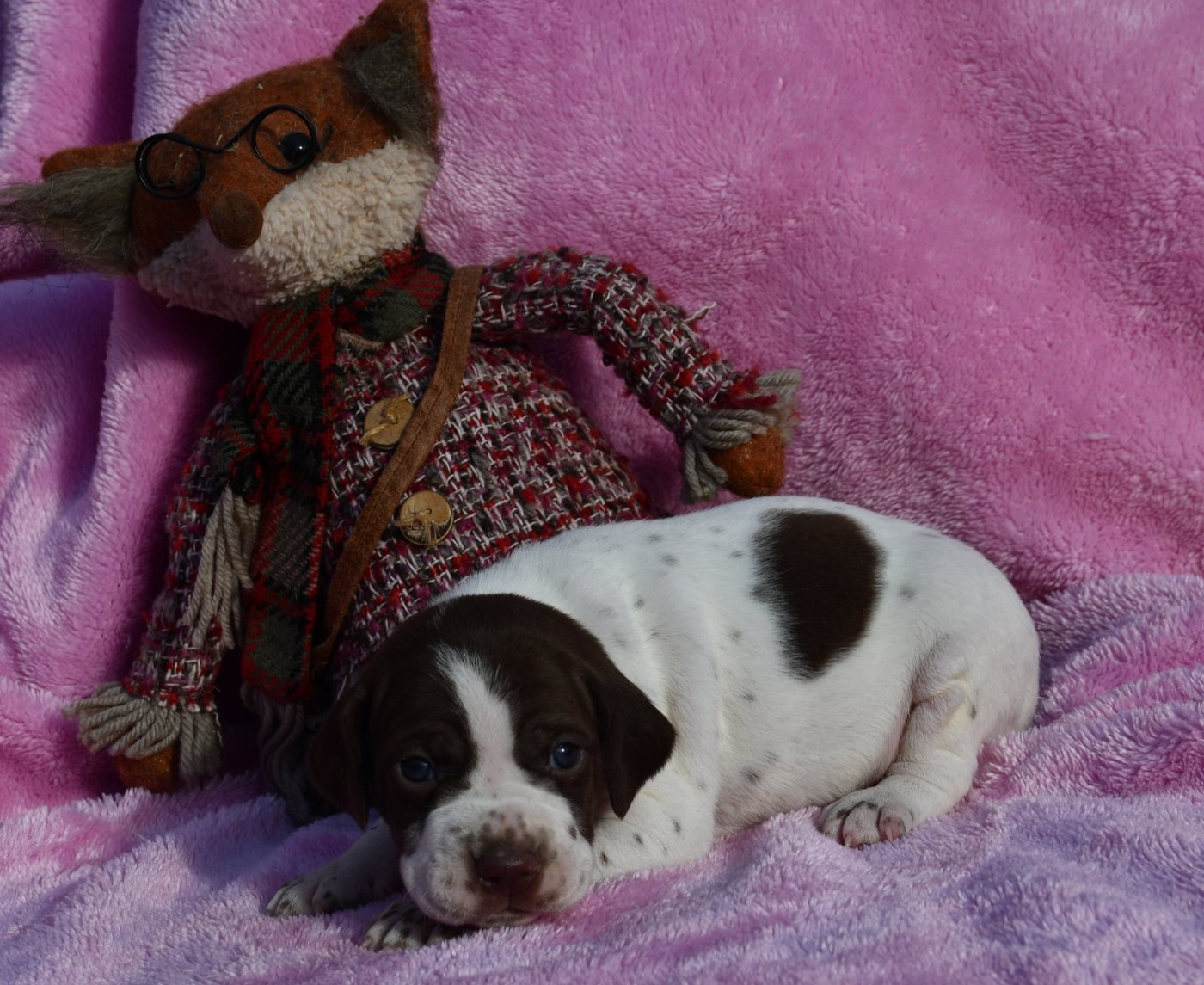 du pont du riot d'Esnes - Chiots disponibles - Braque français, type Pyrenees (petite taille)
