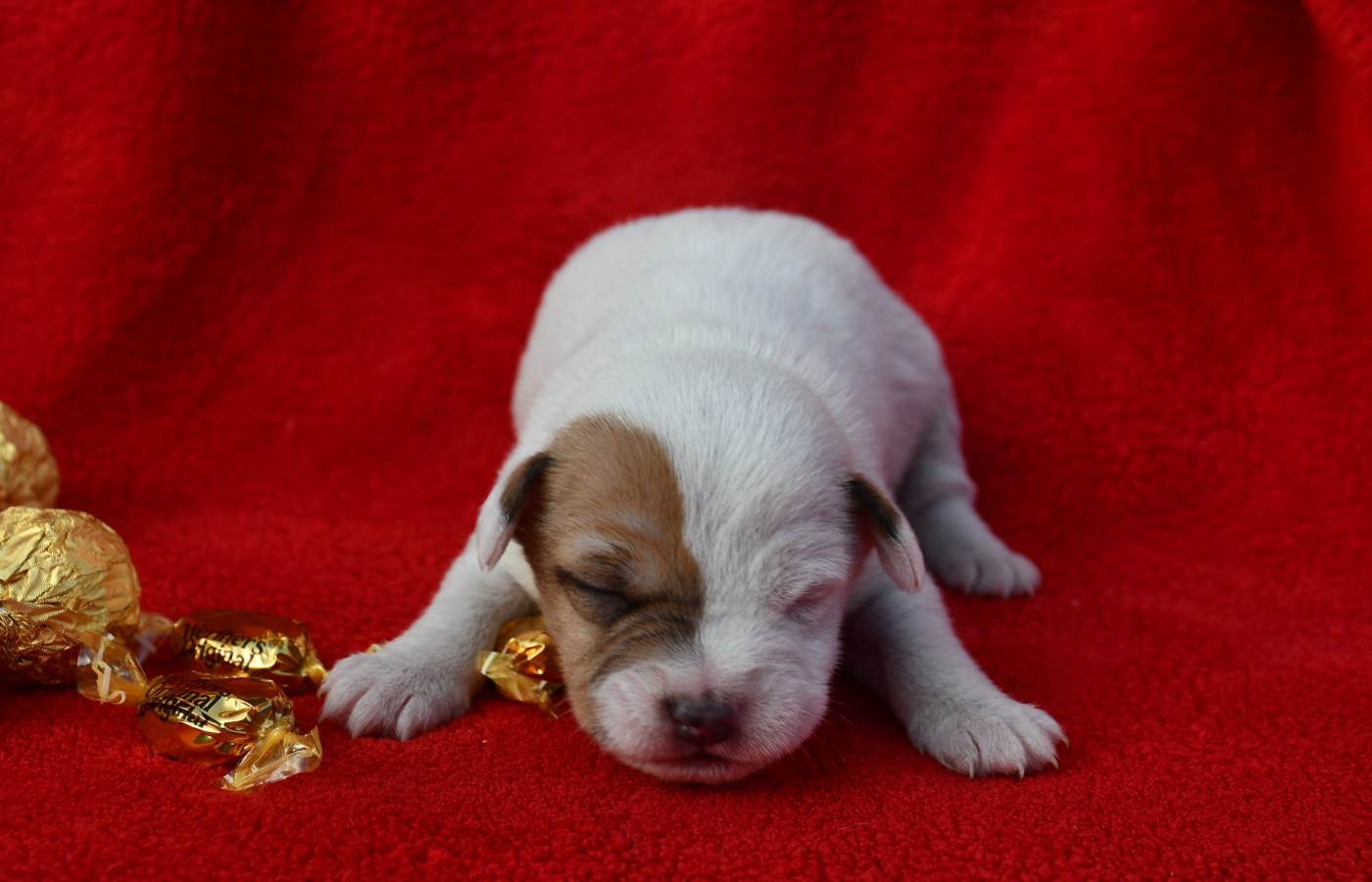 du pont du riot d'Esnes - Chiots disponibles - Parson Russell Terrier