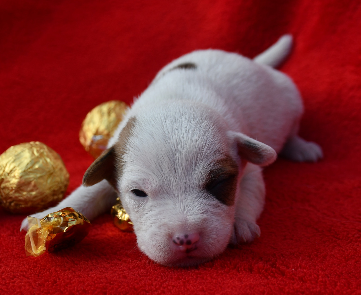 du pont du riot d'Esnes - Chiots disponibles - Parson Russell Terrier