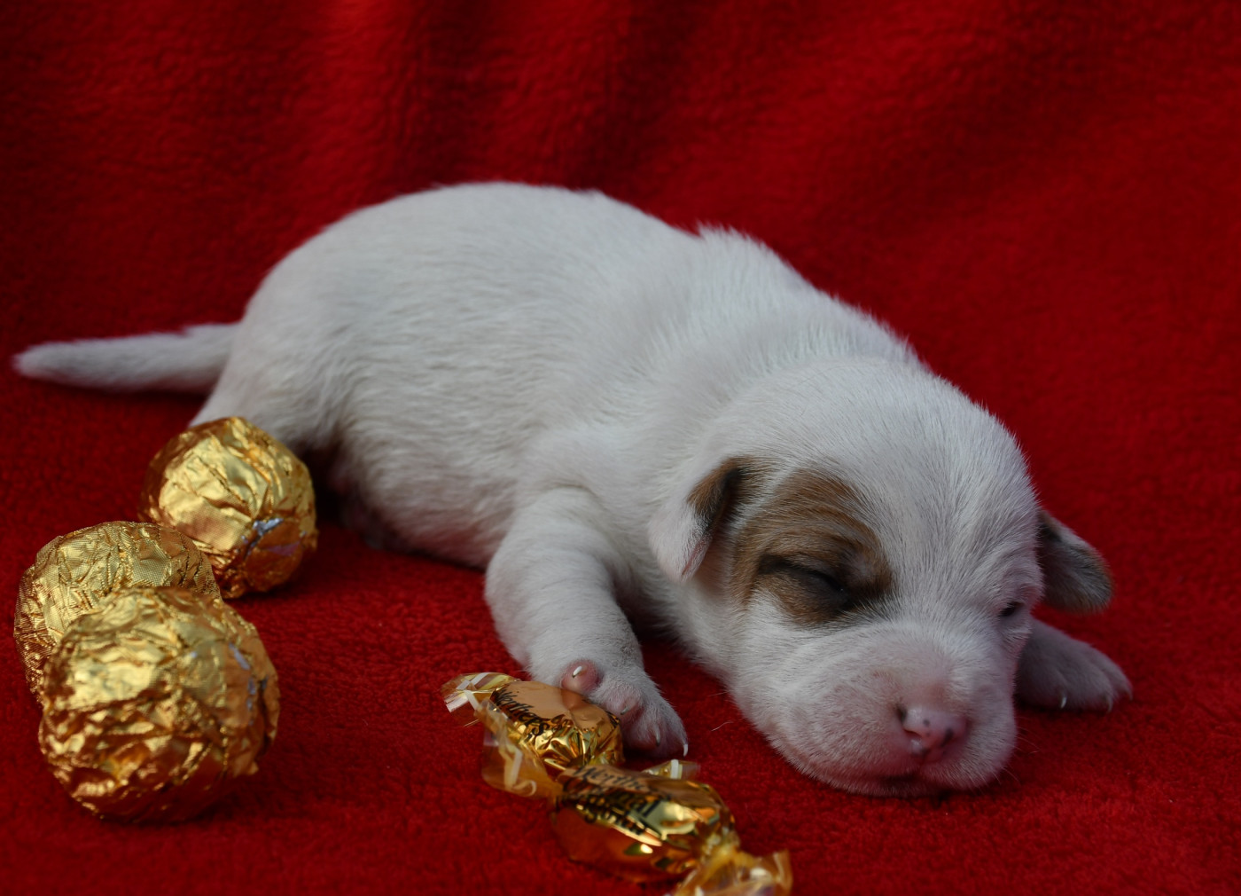 du pont du riot d'Esnes - Chiots disponibles - Parson Russell Terrier