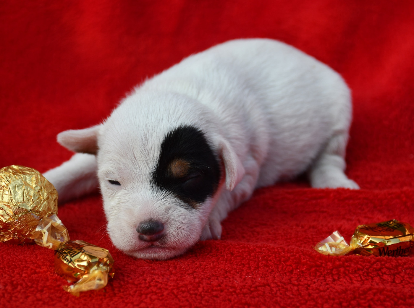 du pont du riot d'Esnes - Chiots disponibles - Parson Russell Terrier