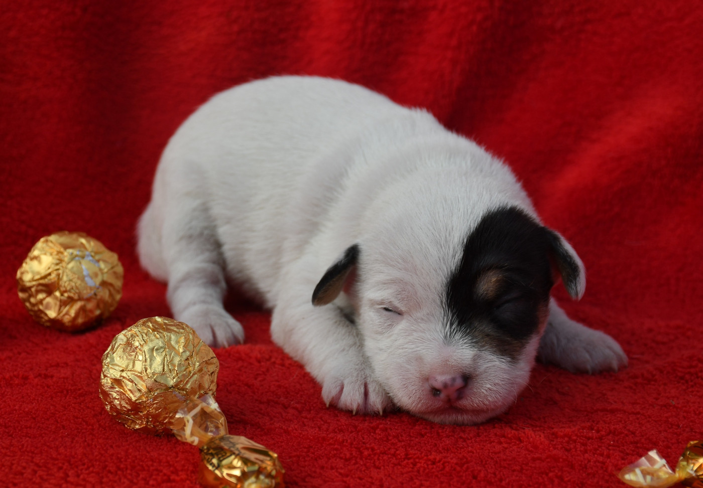 du pont du riot d'Esnes - Chiots disponibles - Parson Russell Terrier