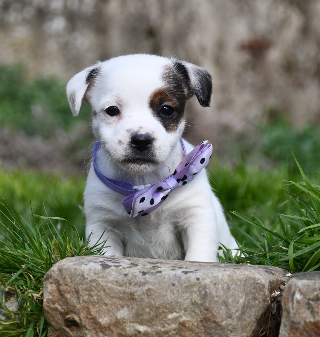 du pont du riot d'Esnes - Chiots disponibles - Jack Russell Terrier
