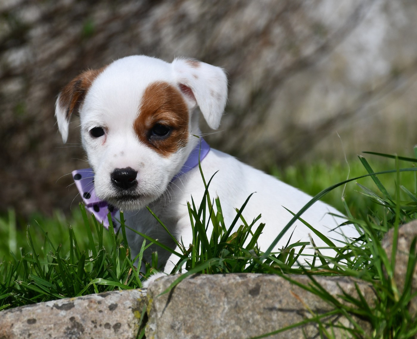 du pont du riot d'Esnes - Chiots disponibles - Jack Russell Terrier