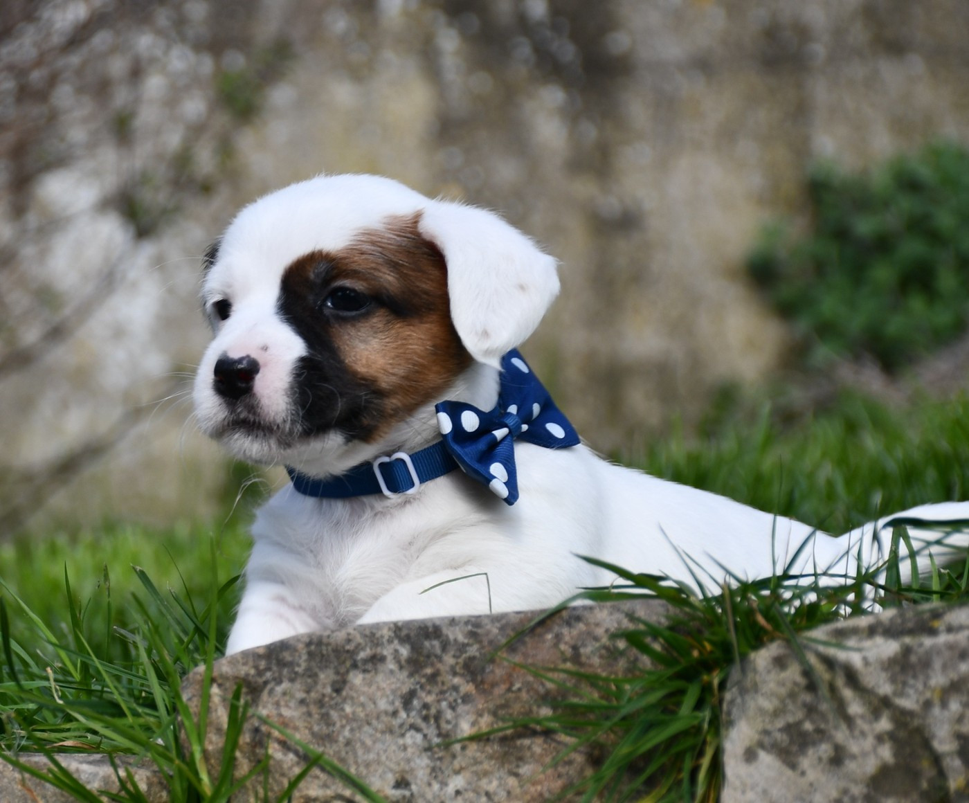 du pont du riot d'Esnes - Chiots disponibles - Jack Russell Terrier