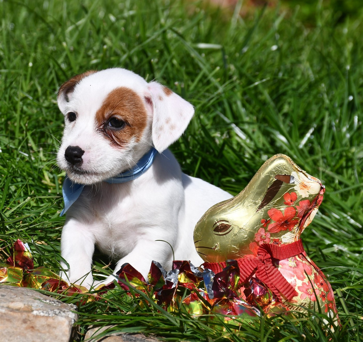 du pont du riot d'Esnes - Chiots disponibles - Jack Russell Terrier