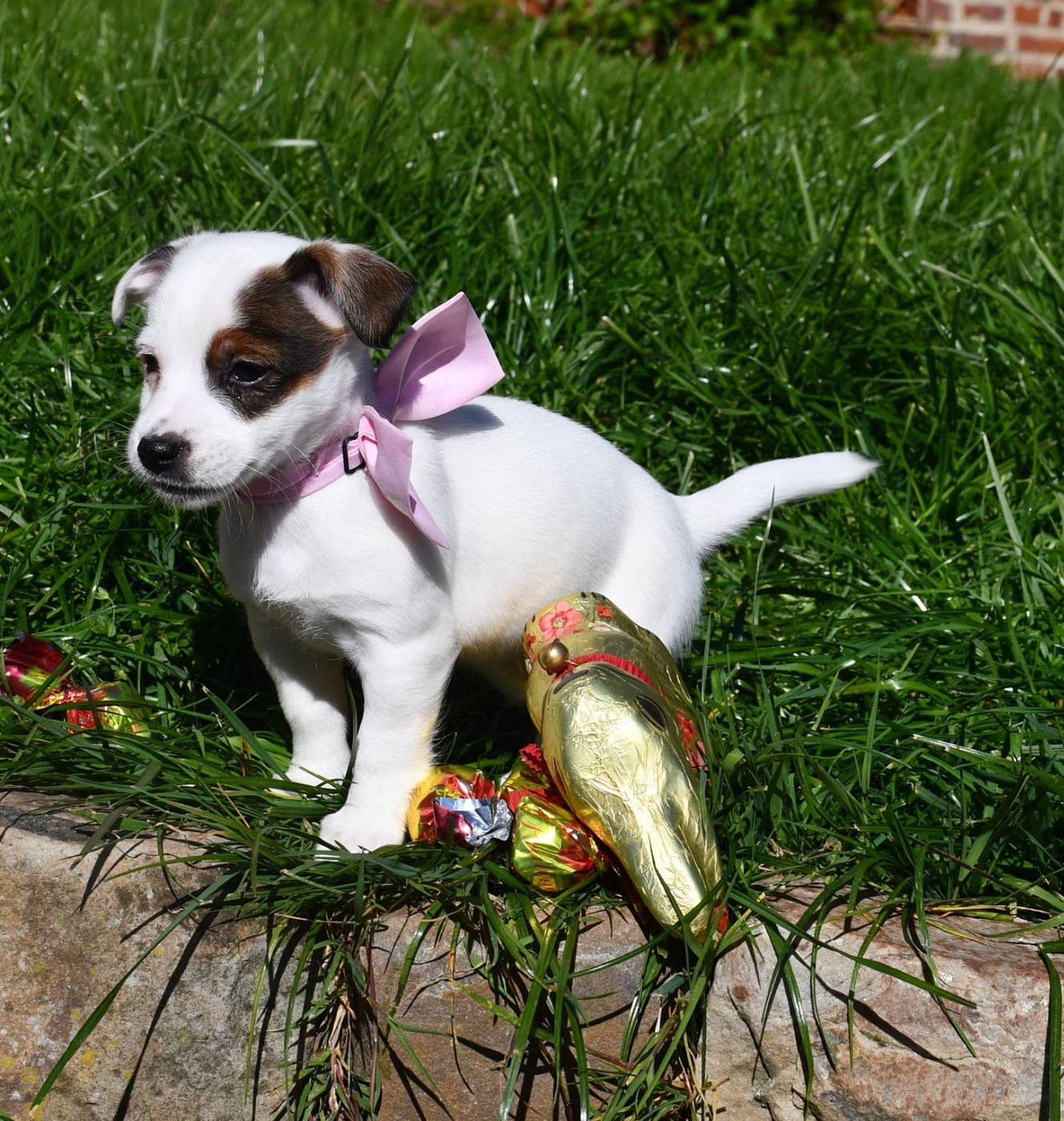 du pont du riot d'Esnes - Chiots disponibles - Jack Russell Terrier