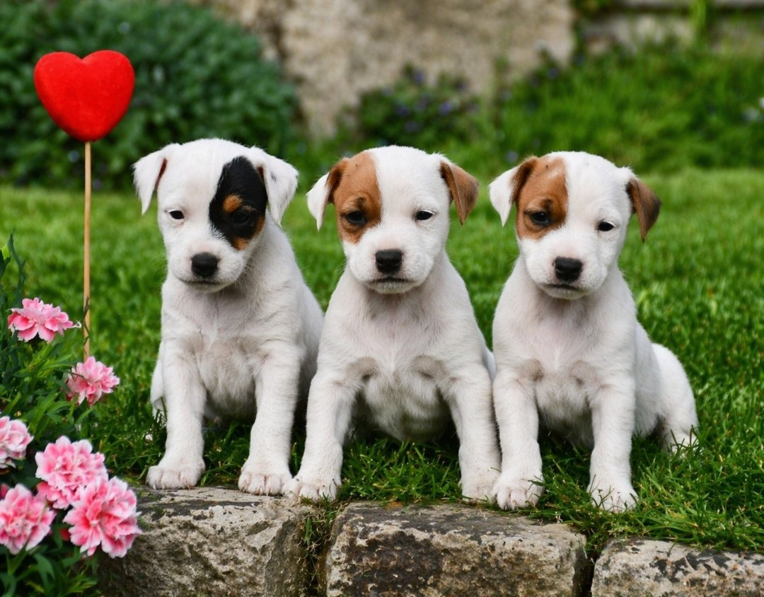 Chiot Parson Russell Terrier du pont du riot d'Esnes