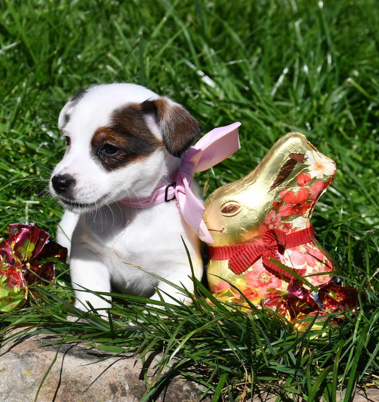 Chiot Jack Russell Terrier du pont du riot d'Esnes