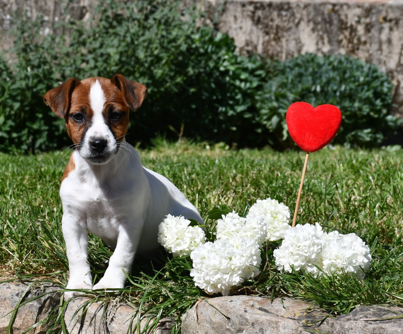 du pont du riot d'Esnes - Chiots disponibles - Jack Russell Terrier