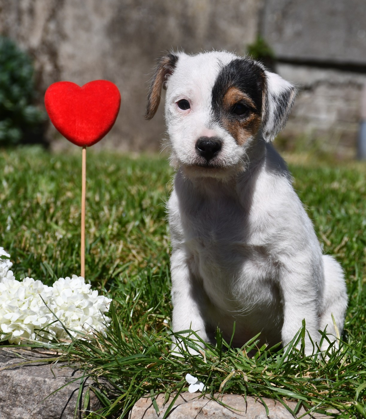 du pont du riot d'Esnes - Chiots disponibles - Parson Russell Terrier