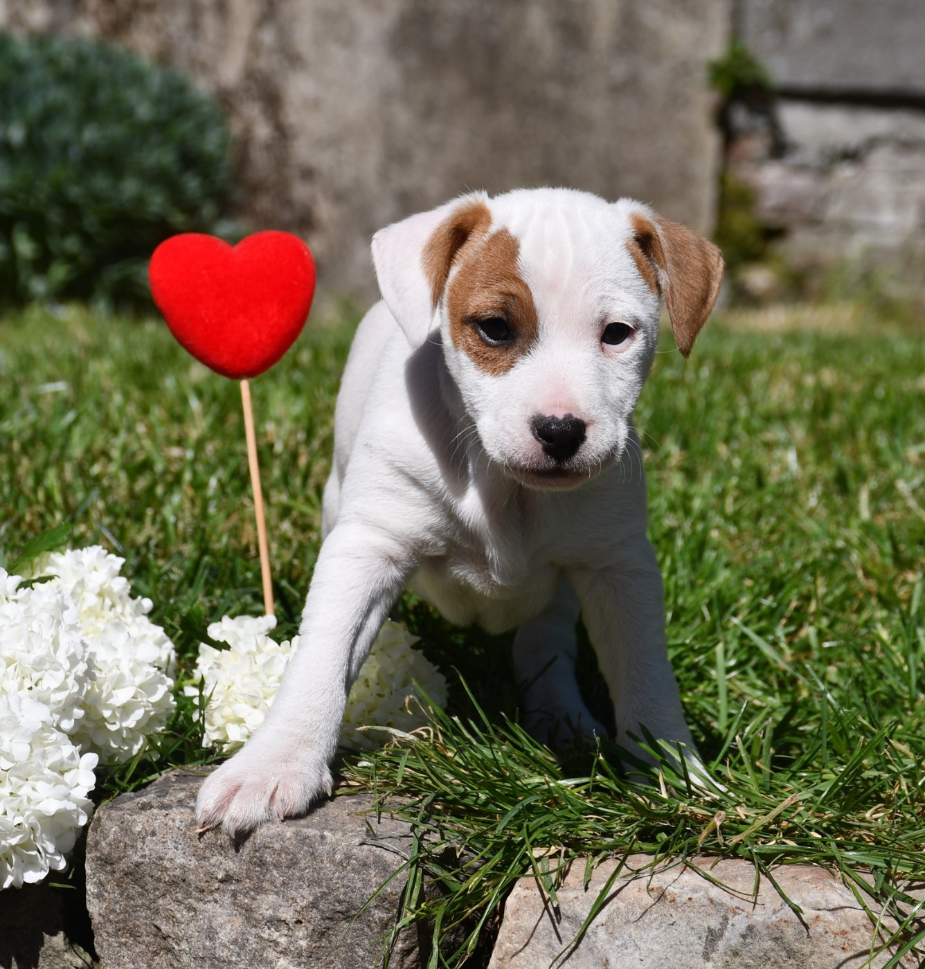 du pont du riot d'Esnes - Chiots disponibles - Parson Russell Terrier