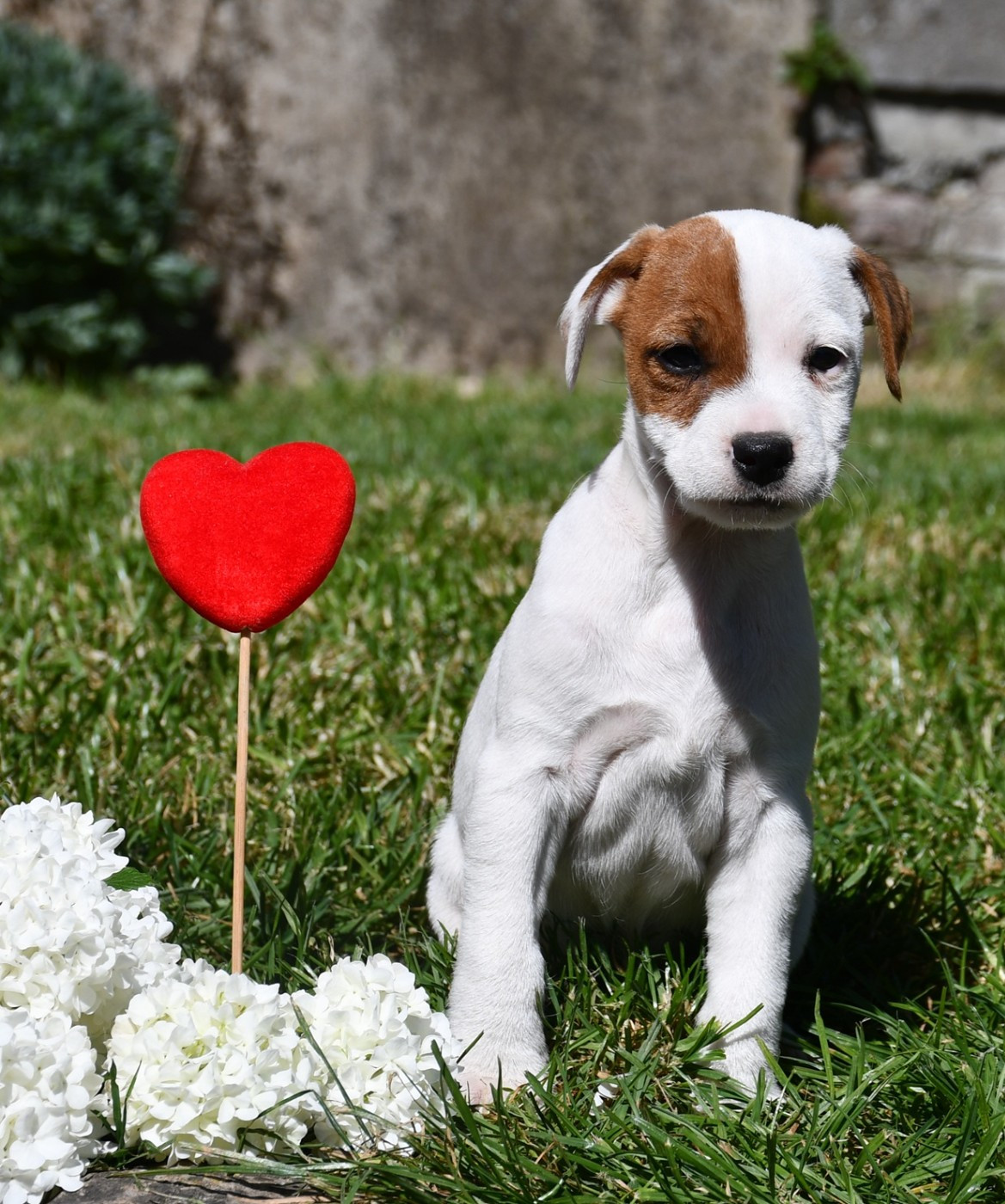 du pont du riot d'Esnes - Chiots disponibles - Parson Russell Terrier