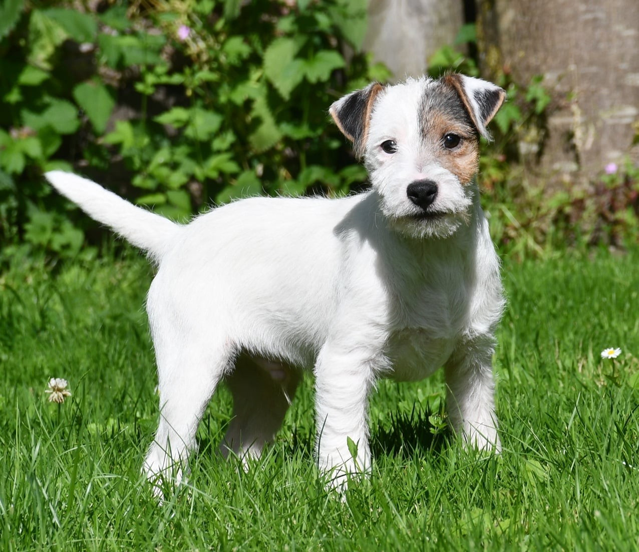 du pont du riot d'Esnes - Chiots disponibles - Parson Russell Terrier