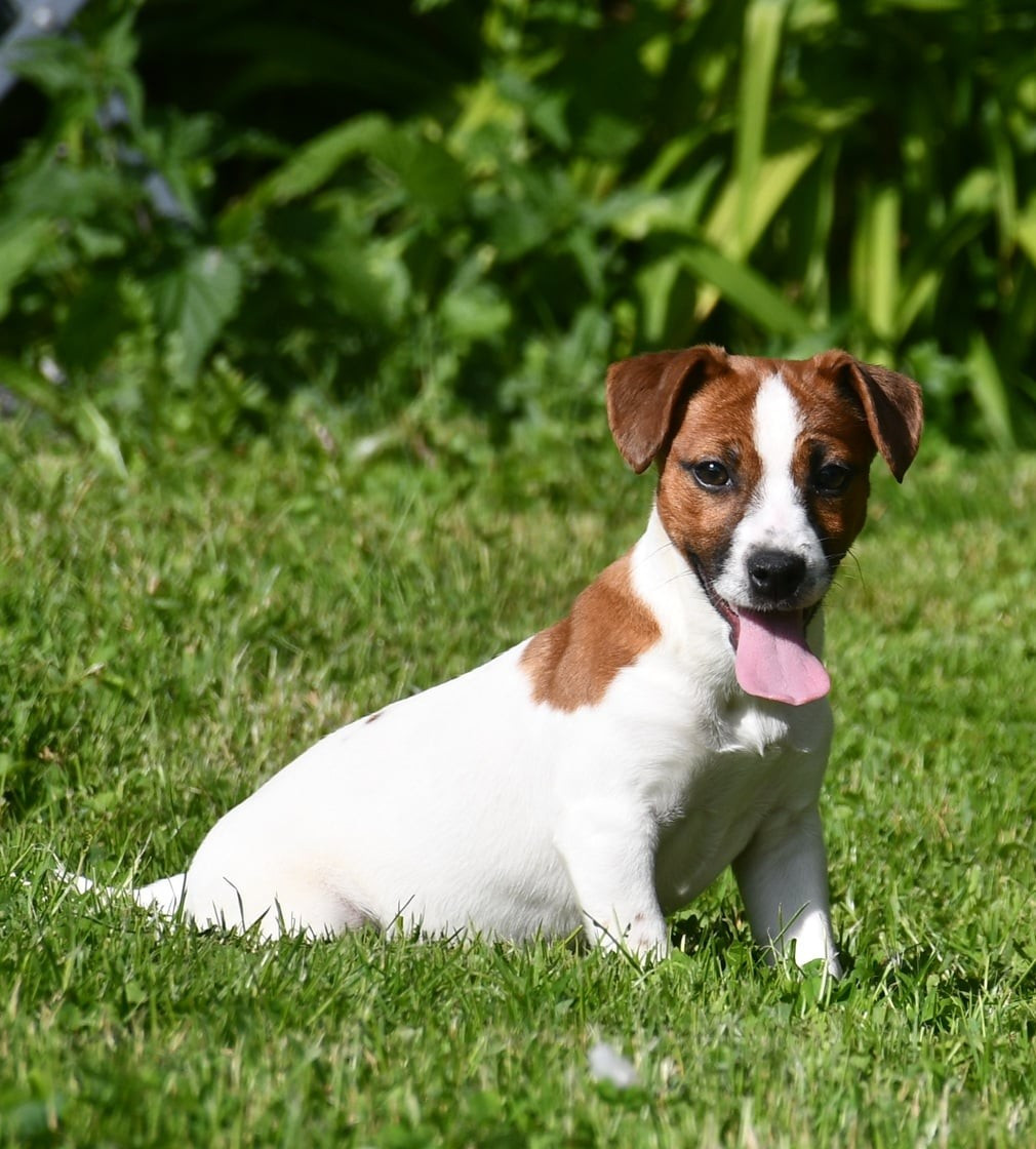 du pont du riot d'Esnes - Chiots disponibles - Jack Russell Terrier