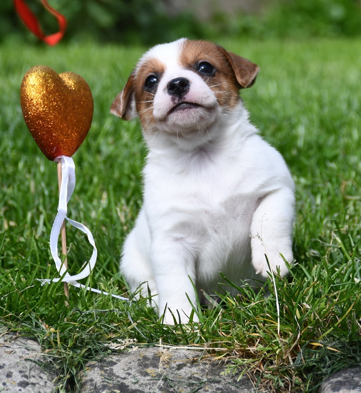 du pont du riot d'Esnes - Chiots disponibles - Jack Russell Terrier