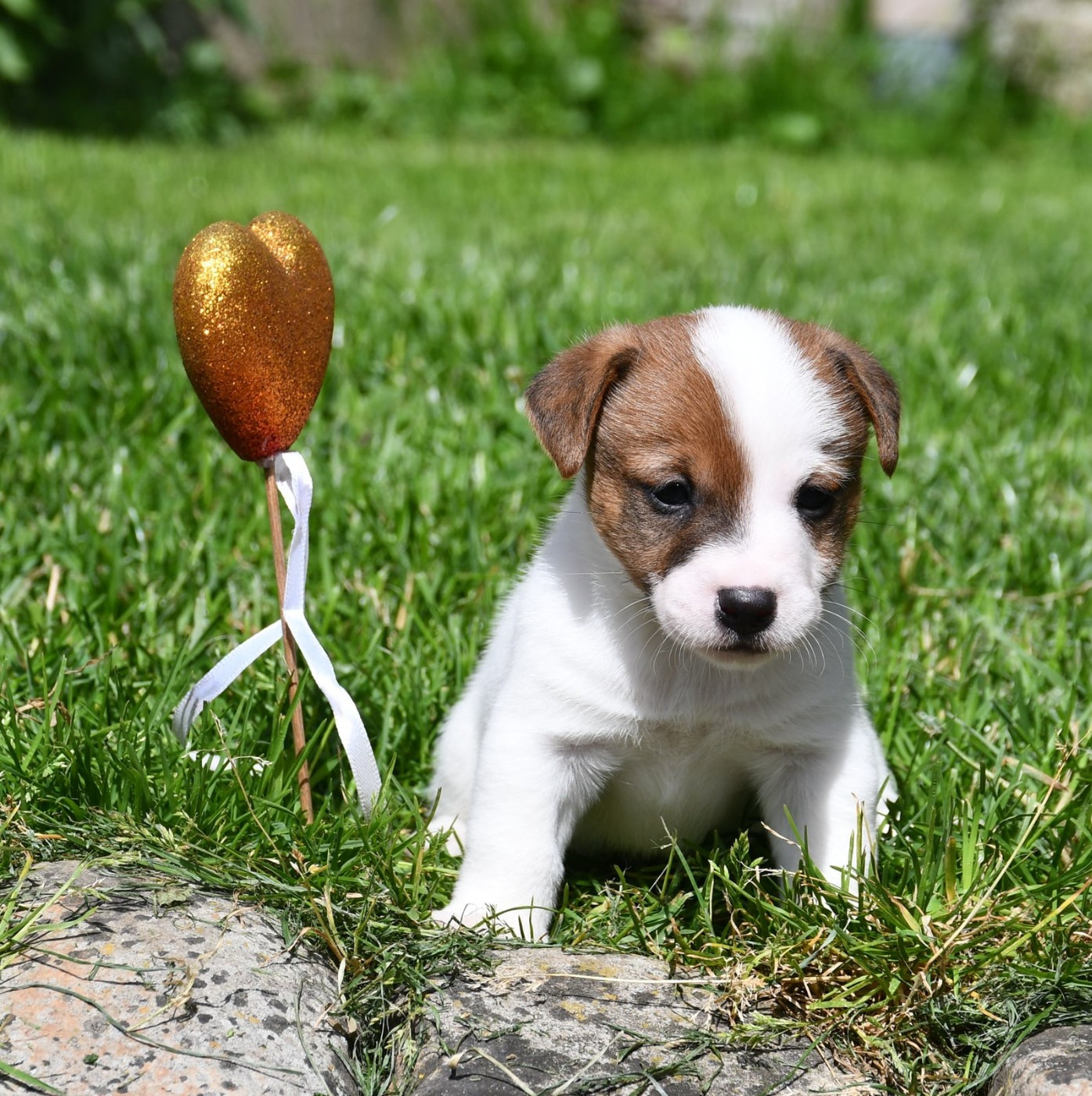 du pont du riot d'Esnes - Chiots disponibles - Jack Russell Terrier