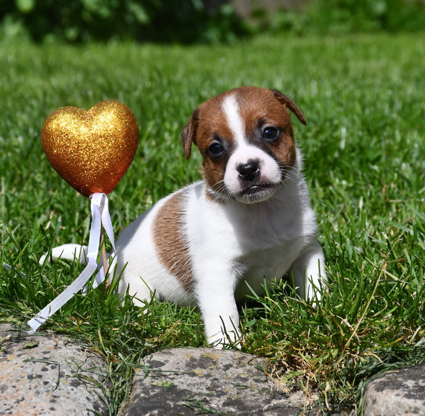 du pont du riot d'Esnes - Chiots disponibles - Jack Russell Terrier