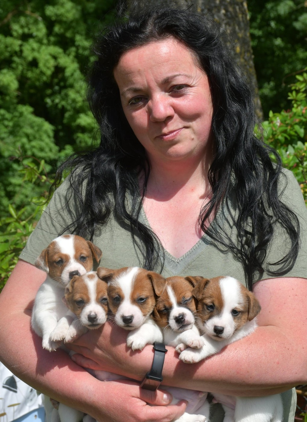 Chiot Jack Russell Terrier du pont du riot d'Esnes