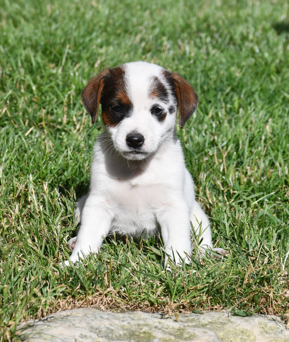 du pont du riot d'Esnes - Chiots disponibles - Jack Russell Terrier
