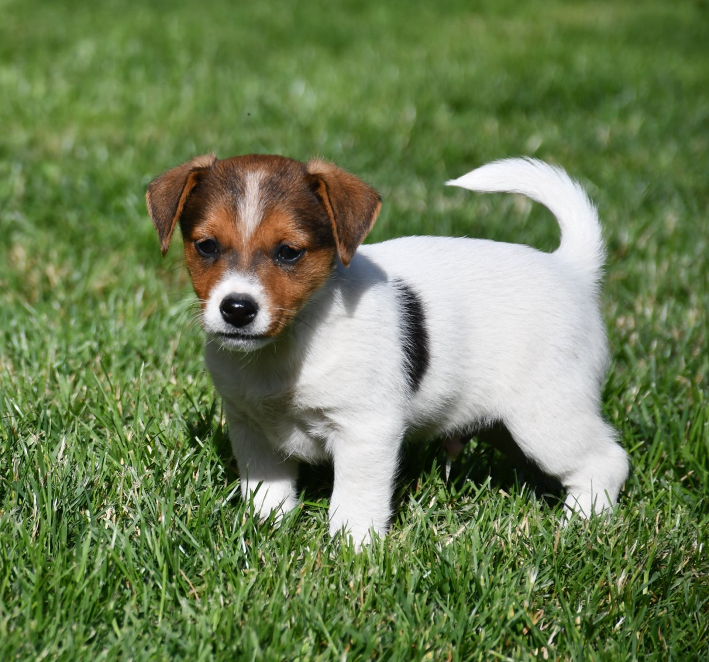 du pont du riot d'Esnes - Chiots disponibles - Jack Russell Terrier