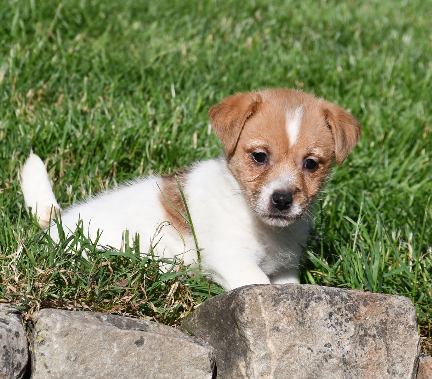 du pont du riot d'Esnes - Chiots disponibles - Jack Russell Terrier