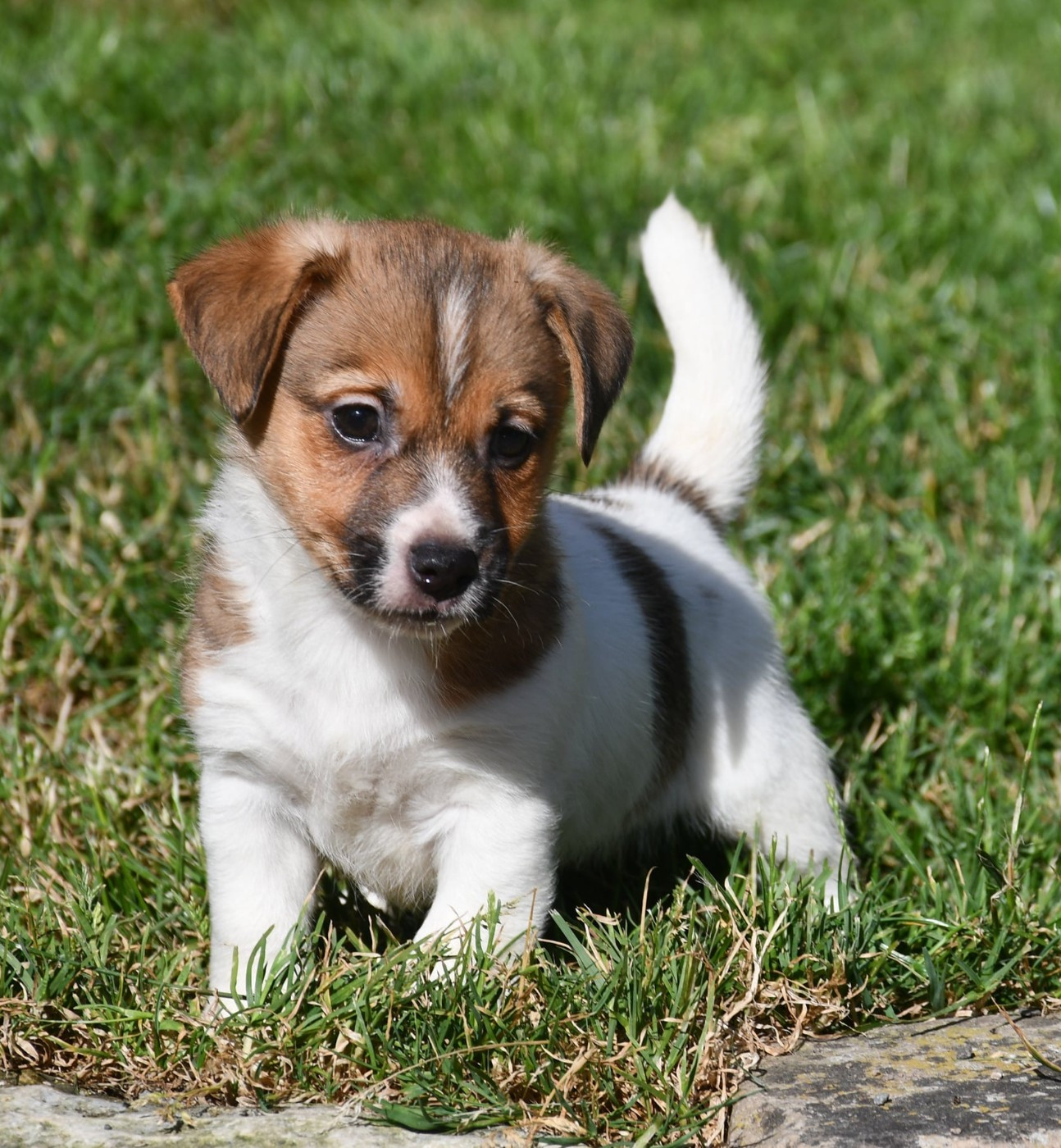 du pont du riot d'Esnes - Chiots disponibles - Jack Russell Terrier